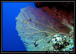 Picture taken in Tiran with a Canon G9. by Raoul Caprez 
